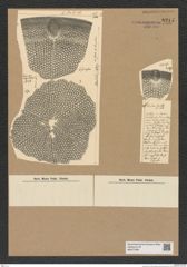 Diatomeae indet. Zeichnungen Sammlung Grunow Nr. 8215 (NHMW-BOT-W0377599)